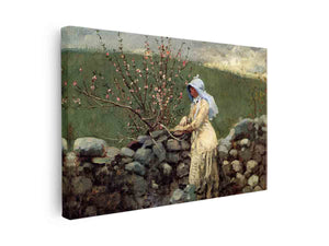 Peach Blossoms