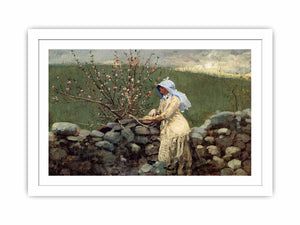 Peach Blossoms