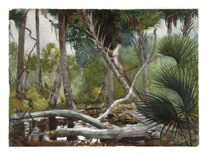 In the Jungle, Florida