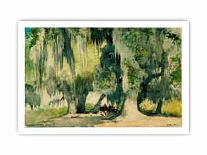 Among the Oaks (Live Oaks)