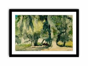 Among the Oaks (Live Oaks)