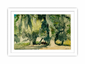 Among the Oaks (Live Oaks)