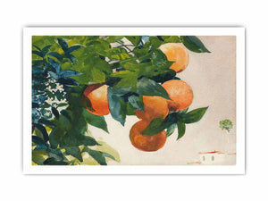 Oranges on a Branch