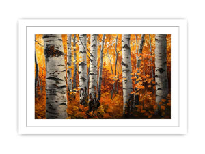 Birch Trees