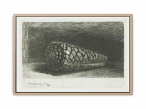 Cone Shell (Conus marmoreus)
Painting