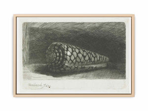 Cone Shell (Conus marmoreus)
Painting