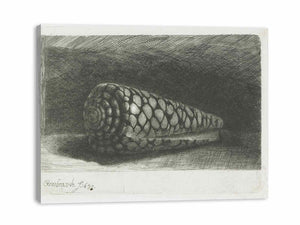 Cone Shell (Conus marmoreus)
Painting