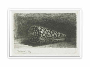Cone Shell (Conus marmoreus)
Painting