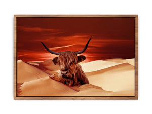 Higland Cow In Desert
