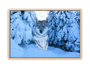 White Wolf Painting