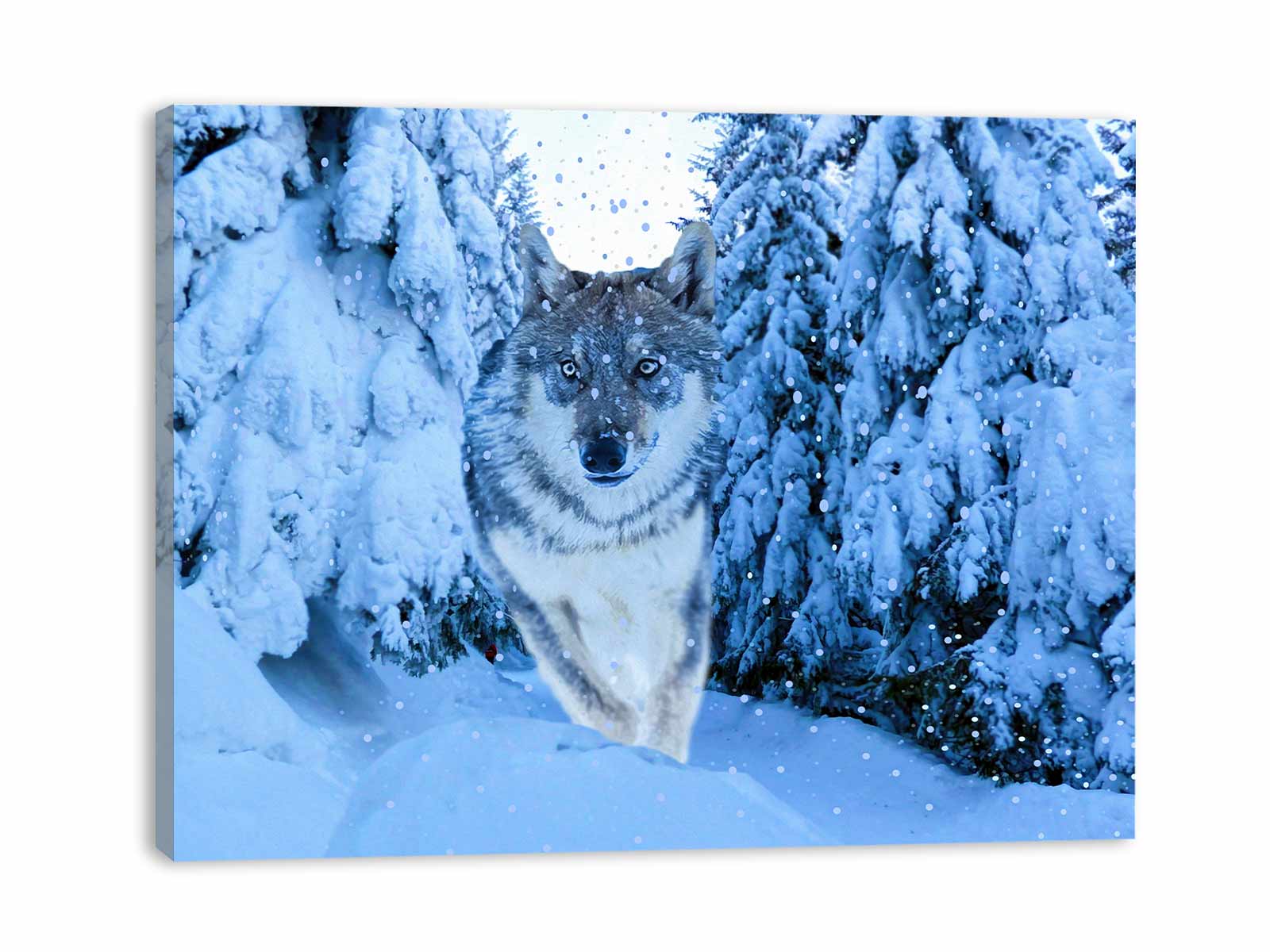 White Wolf Painting