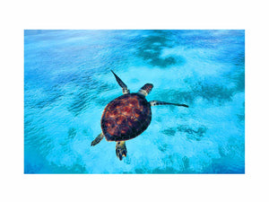 Sea Turtle Painting