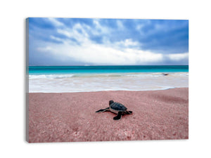 Turtle on Beach Painting