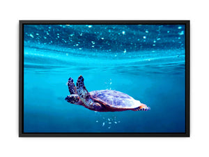 Sea Turtle Art