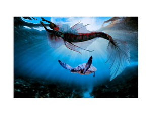 Turtle and Fish Art