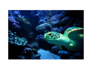 Turtle Art Painting