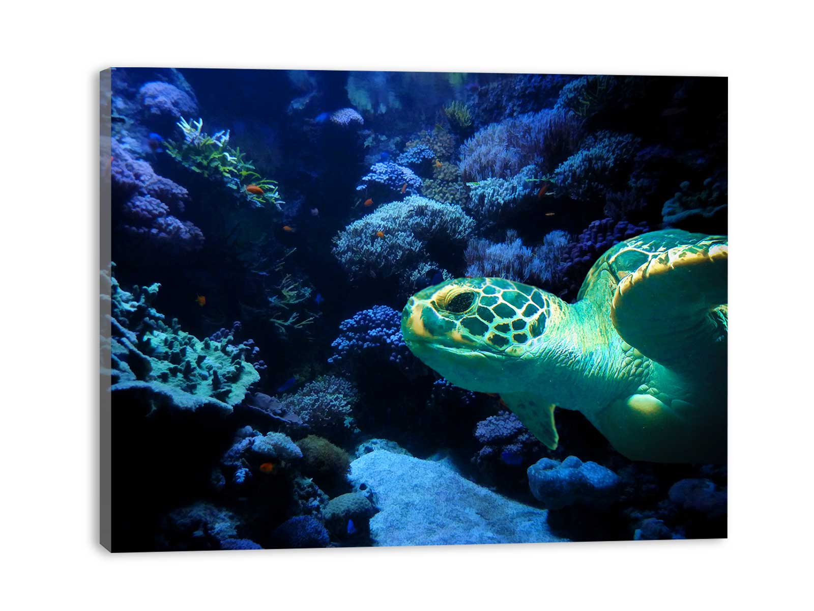 Turtle Art Painting
