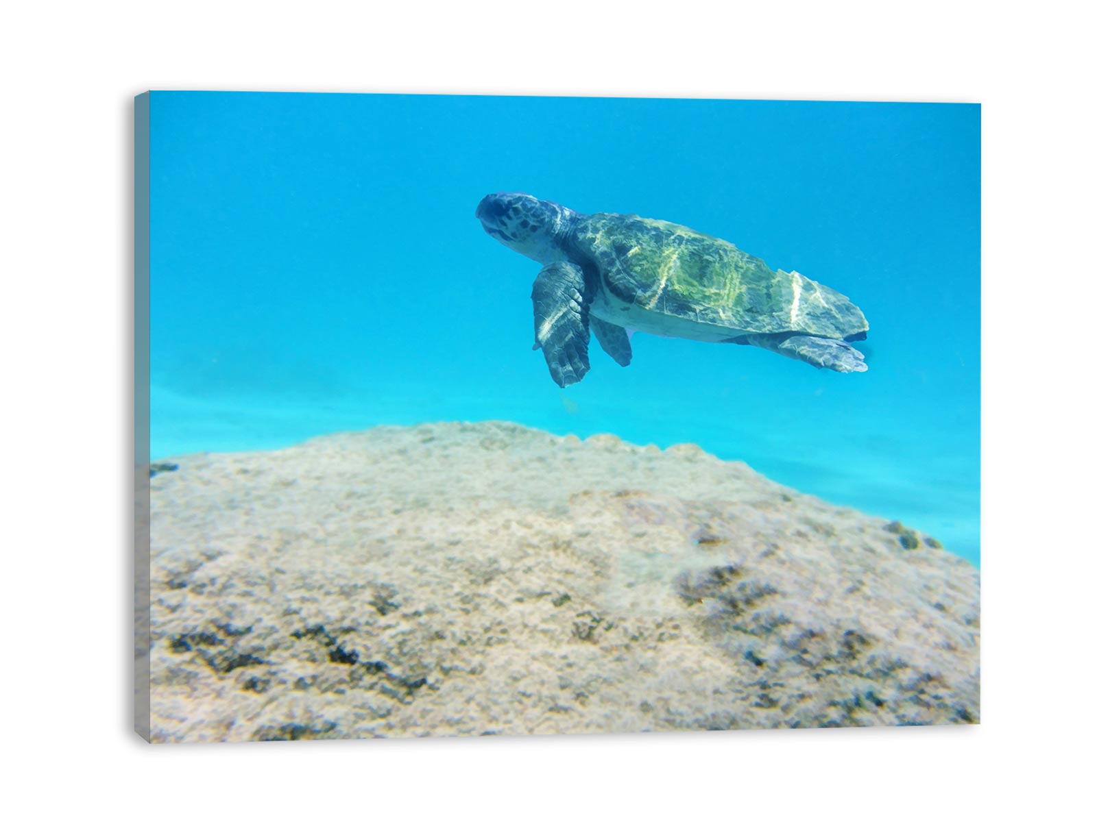 Turtle Artwork Painting