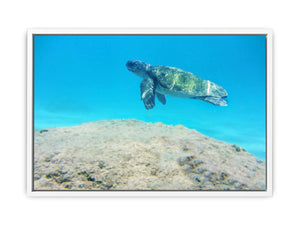 Turtle Artwork Painting