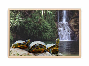 Turtle Oil Painting