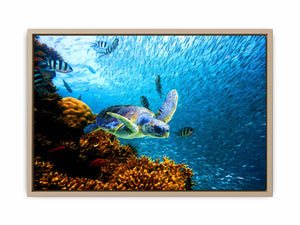 Turtle art Oil Painting