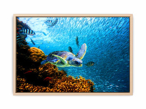 Turtle art Oil Painting