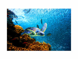 Turtle art Oil Painting