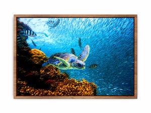 Turtle art Oil Painting