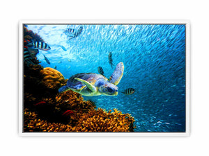 Turtle art Oil Painting