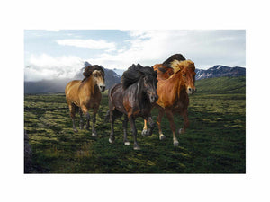 Mountian Horse Painting