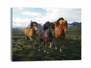 Mountian Horse Painting