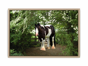 Stable Horse Painting