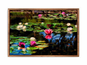 Lily flower in Pond Painting