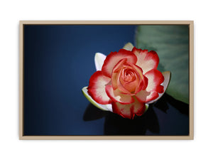 Lily Flower Painting 2