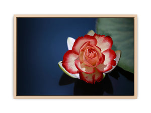 Lily Flower Painting 2