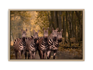 Dazzle Zebra Painting