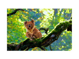 Koala On Tree Painting