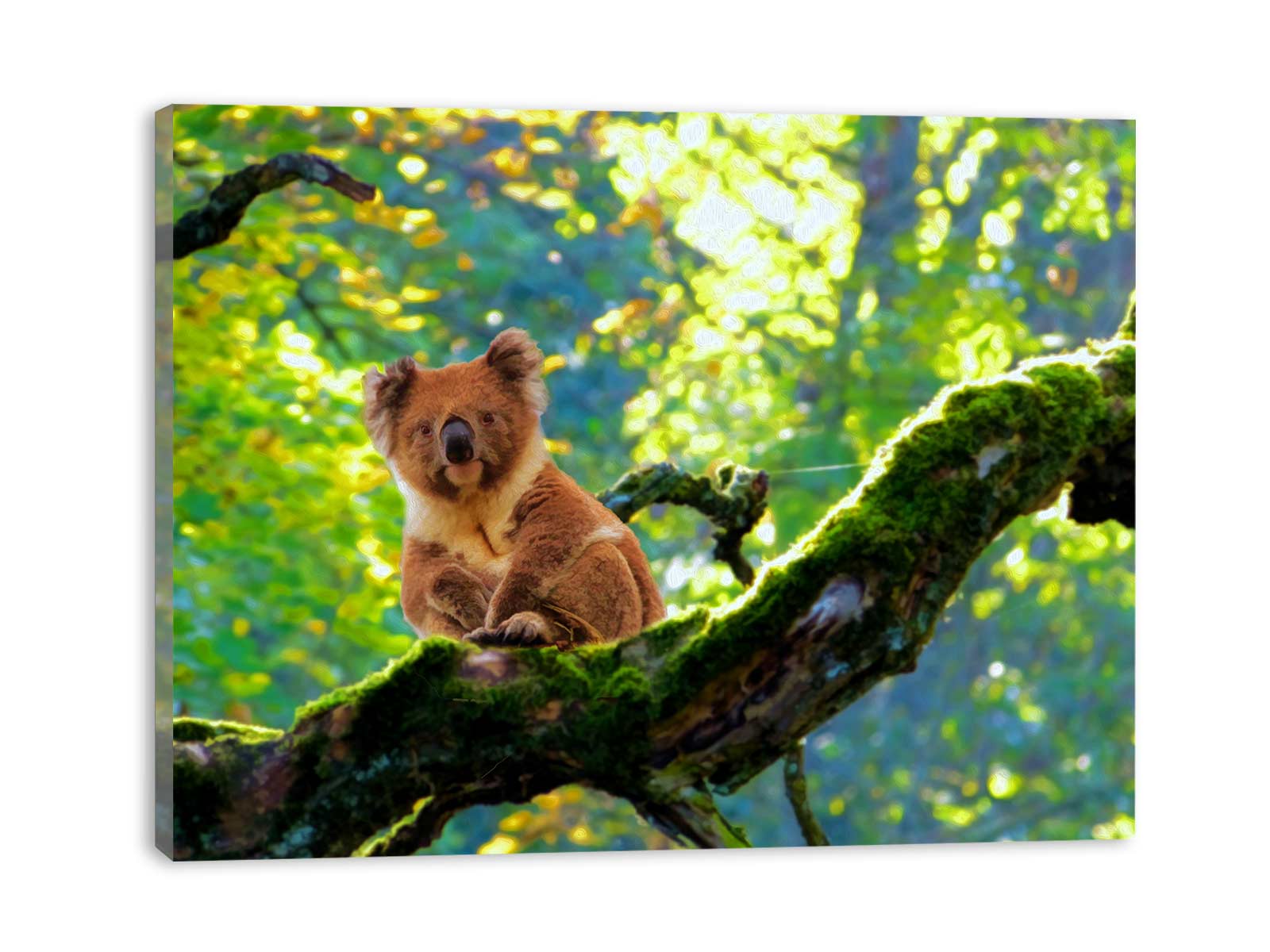 Koala On Tree Painting