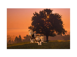 Three Lions Painting