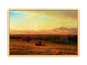 Buffalo on the Plains, c.1890