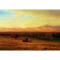 Buffalo on the Plains, c.1890