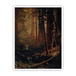 Giant Redwood Trees of California