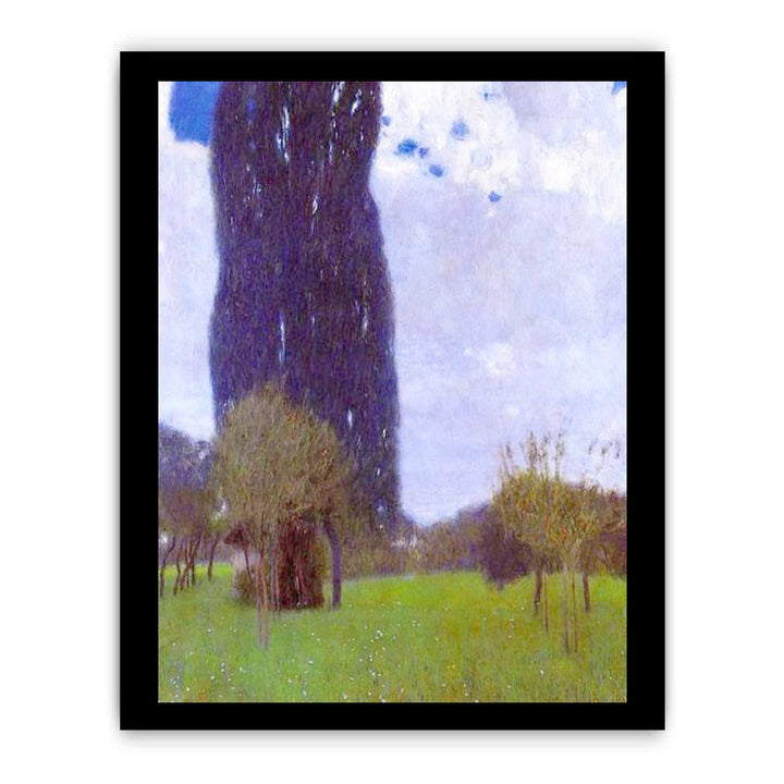 The Tall Poplar tree II