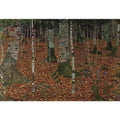 Birch Forest