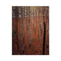 Beech Forest Buchenwald I