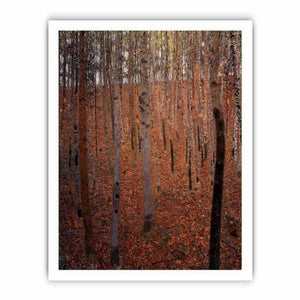 Beech Forest Buchenwald I