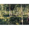 Birch grove