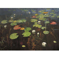 Water lilies