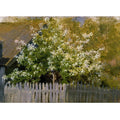 Bird cherry, beginning