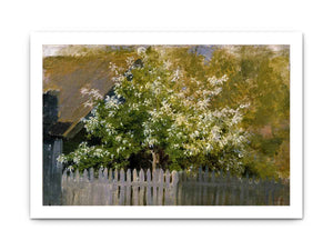 Bird cherry, beginning
